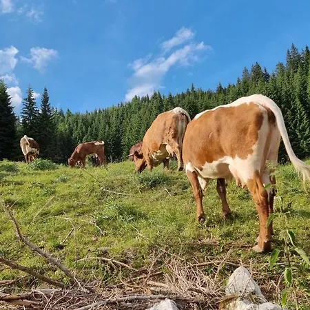 Mountain Eco Konjska Dolina On 1400 M Asl -near Pokljuka * Srednja Vas v Bohinju