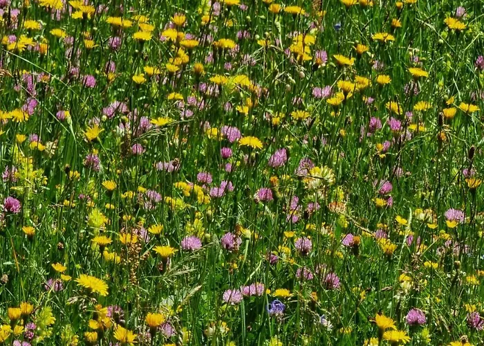 Mountain Eco Konjska Dolina On 1400 M Asl -near Pokljuka