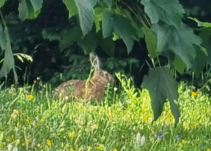 Mountain Eco Konjska Dolina On 1400 M Asl -near Pokljuka Holiday home Srednja Vas v Bohinju