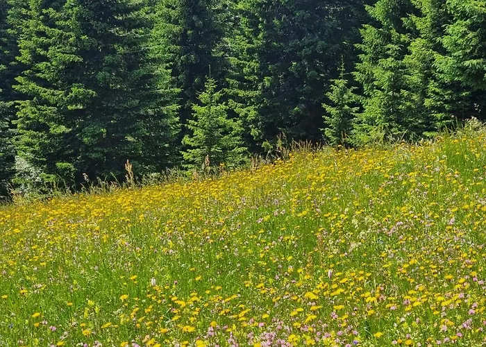 Holiday home Mountain Eco Konjska Dolina On 1400 M Asl -near Pokljuka Srednja Vas v Bohinju