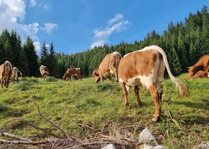 Mountain Eco Konjska Dolina On 1400 M Asl -near Pokljuka * Srednja Vas v Bohinju
